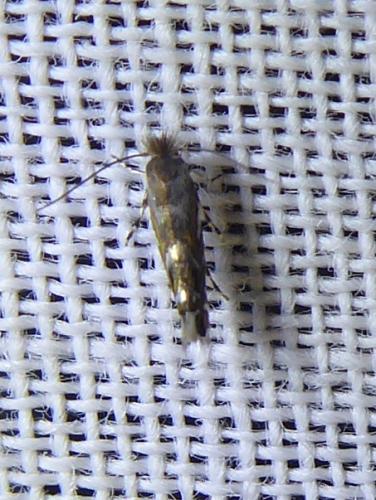 Réf. 307 368 : Macrosaccus robiniella